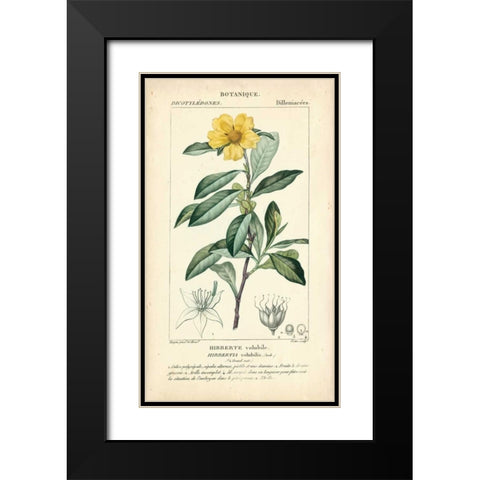 Botanique Study in Yellow I Black Modern Wood Framed Art Print with Double Matting by Turpin