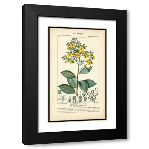 Botanique Study in Yellow II Black Modern Wood Framed Art Print with Double Matting by Turpin