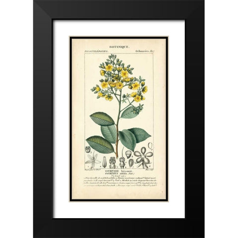 Botanique Study in Yellow II Black Modern Wood Framed Art Print with Double Matting by Turpin