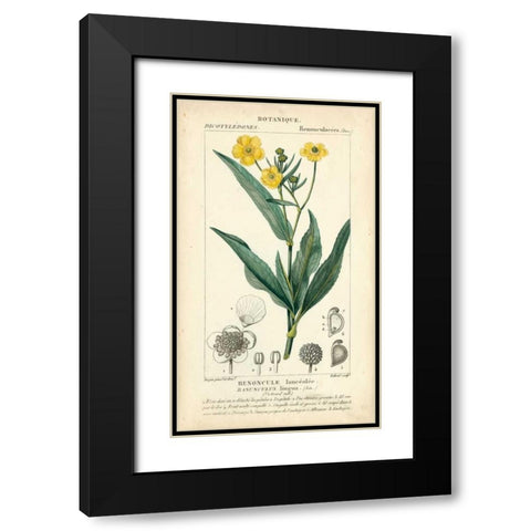 Botanique Study in Yellow III Black Modern Wood Framed Art Print with Double Matting by Turpin