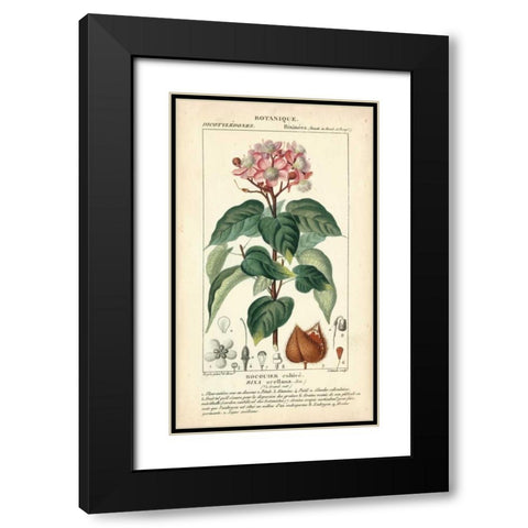 Botanique Study in Pink I Black Modern Wood Framed Art Print with Double Matting by Turpin
