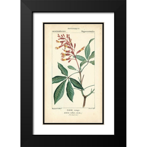 Botanique Study in Pink III Black Modern Wood Framed Art Print with Double Matting by Turpin
