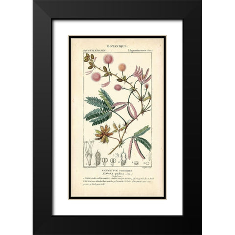 Botanique Study in Pink IV Black Modern Wood Framed Art Print with Double Matting by Turpin