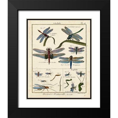 Histoire Naturelle Insects I Black Modern Wood Framed Art Print with Double Matting by Diderot