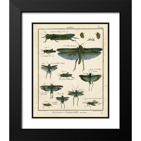 Histoire Naturelle Insects II Black Modern Wood Framed Art Print with Double Matting by Diderot