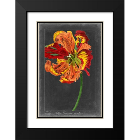 Midnight Tulip I Black Modern Wood Framed Art Print with Double Matting by Vision Studio