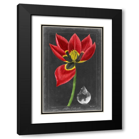 Midnight Tulip II Black Modern Wood Framed Art Print with Double Matting by Vision Studio