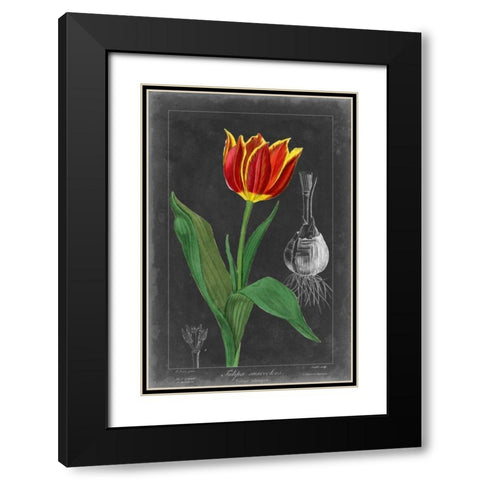 Midnight Tulip IV Black Modern Wood Framed Art Print with Double Matting by Vision Studio