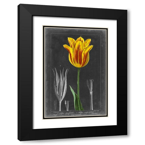 Midnight Tulip V Black Modern Wood Framed Art Print with Double Matting by Vision Studio