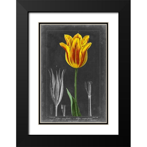 Midnight Tulip V Black Modern Wood Framed Art Print with Double Matting by Vision Studio