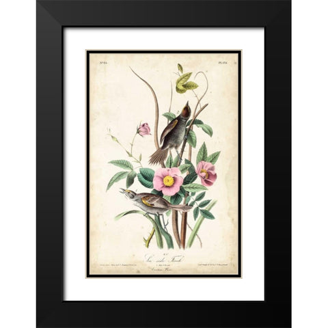 Seaside Finch Black Modern Wood Framed Art Print with Double Matting by John James Audubon
