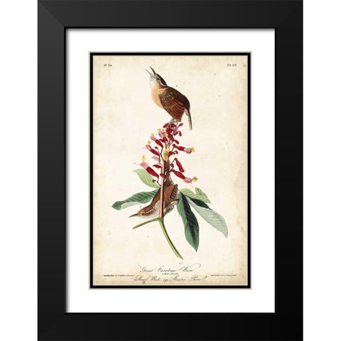 Great Carolina Wren Black Modern Wood Framed Art Print with Double Matting by John James Audubon