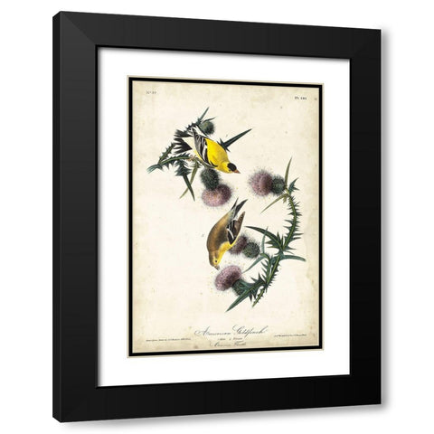 American Goldfinch Black Modern Wood Framed Art Print with Double Matting by Audubon, John James