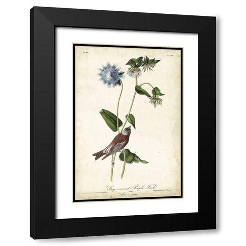 Grey-crowned Purple Finch Black Modern Wood Framed Art Print with Double Matting by Audubon, John James
