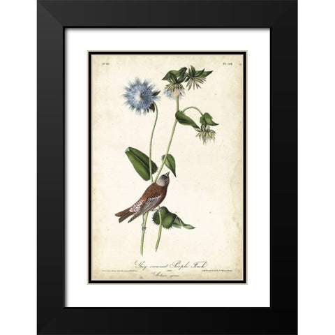 Grey-crowned Purple Finch Black Modern Wood Framed Art Print with Double Matting by Audubon, John James