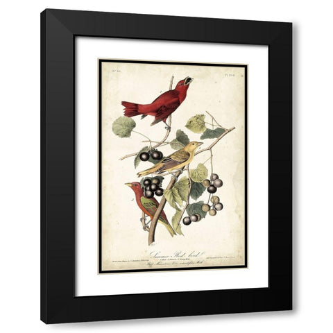 Summer Red Bird Black Modern Wood Framed Art Print with Double Matting by Audubon, John James