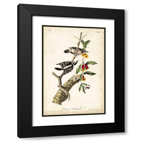 Downy Woodpecker Black Modern Wood Framed Art Print with Double Matting by Audubon, John James