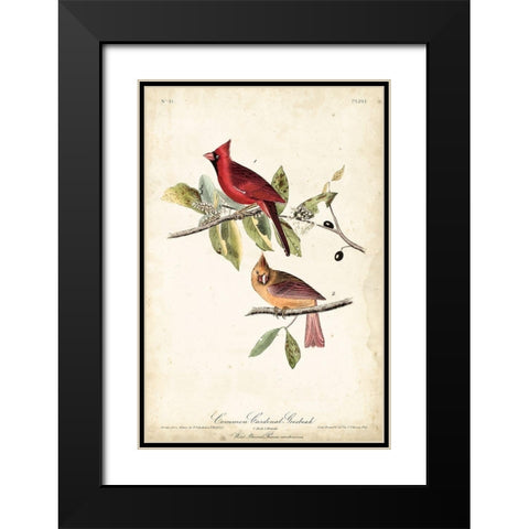 Common Cardinal Grosbeak Black Modern Wood Framed Art Print with Double Matting by Audubon, John James