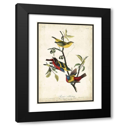 Painted Bunting Black Modern Wood Framed Art Print with Double Matting by Audubon, John James