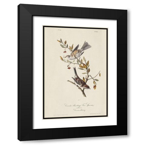 Canada Bunting (ASH) Black Modern Wood Framed Art Print with Double Matting by Audubon, John James