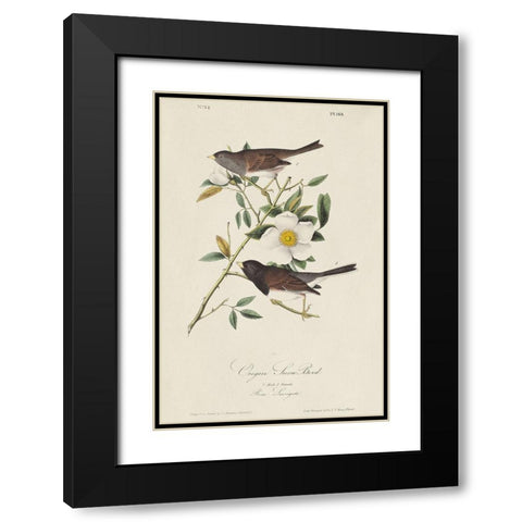 Oregon Snow Bird (ASH) Black Modern Wood Framed Art Print with Double Matting by Audubon, John James