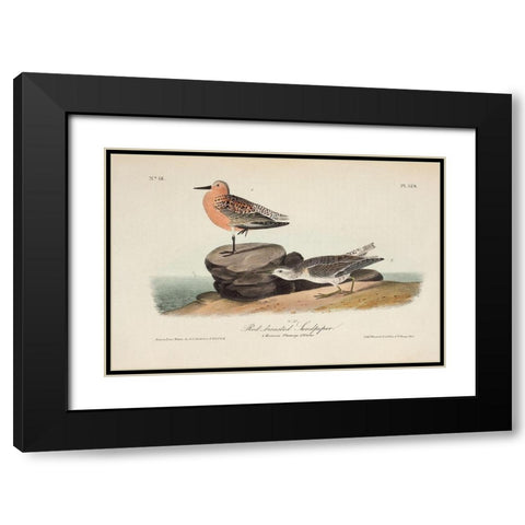 Red Breasted Sandpiper Black Modern Wood Framed Art Print with Double Matting by Audubon, John James