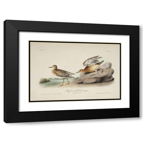 Buff Breasted Sandpiper (ASH) Black Modern Wood Framed Art Print with Double Matting by Audubon, John James