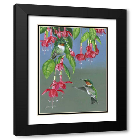 Hummers and Fuchsia Black Modern Wood Framed Art Print with Double Matting by Szatkowski, Fred
