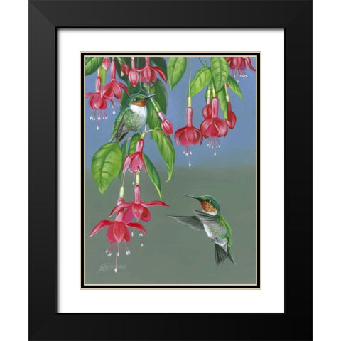Hummers and Fuchsia Black Modern Wood Framed Art Print with Double Matting by Szatkowski, Fred