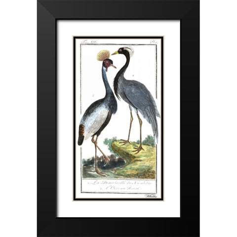 Buffon Cranes and Herons II Black Modern Wood Framed Art Print with Double Matting by Buffon