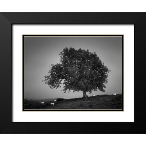 Evening Light I Black Modern Wood Framed Art Print with Double Matting by Henson, Martin