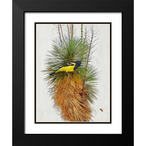 Avian Tropics II Black Modern Wood Framed Art Print with Double Matting by Vest, Chris