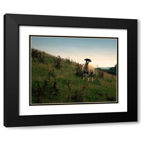 Wooly Friends II Black Modern Wood Framed Art Print with Double Matting by Bell, Lillian