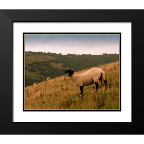 Wooly Friends III Black Modern Wood Framed Art Print with Double Matting by Bell, Lillian
