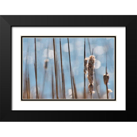 Light Dance on Cattails I Black Modern Wood Framed Art Print with Double Matting by Robertson, Leda