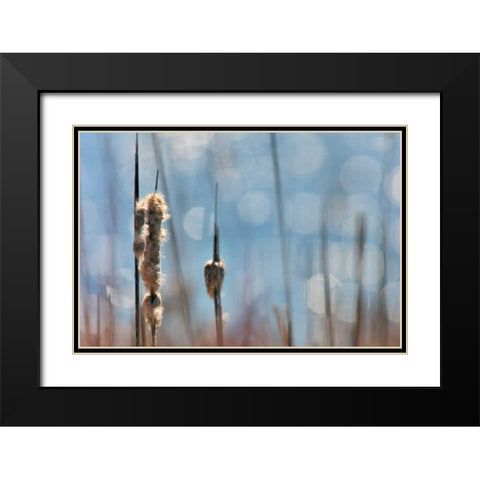 Light Dance on Cattails II Black Modern Wood Framed Art Print with Double Matting by Robertson, Leda