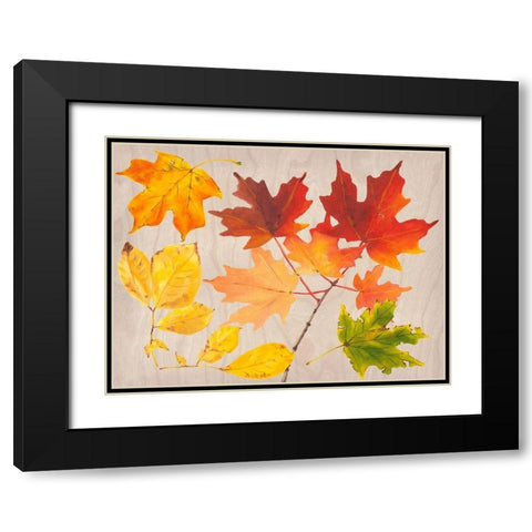 Autumn Leaves Collection A Black Modern Wood Framed Art Print with Double Matting by Miller, Dianne