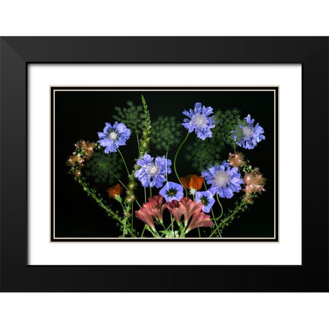 Botanical XI Black Modern Wood Framed Art Print with Double Matting by Frates, Dennis