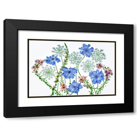 Botanical VII Black Modern Wood Framed Art Print with Double Matting by Frates, Dennis