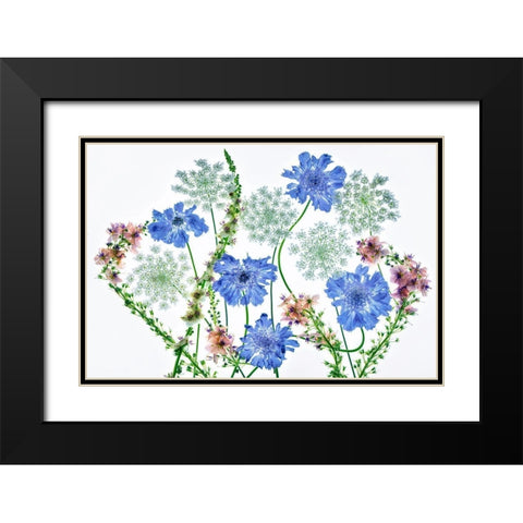 Botanical VII Black Modern Wood Framed Art Print with Double Matting by Frates, Dennis