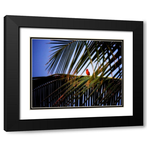 Cardinal Black Modern Wood Framed Art Print with Double Matting by Frates, Dennis