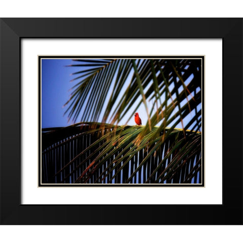 Cardinal Black Modern Wood Framed Art Print with Double Matting by Frates, Dennis