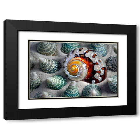 Shell Spiral Black Modern Wood Framed Art Print with Double Matting by Frates, Dennis