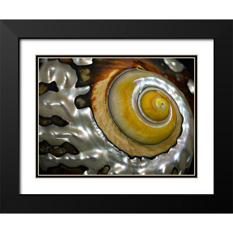 Shell Spiral II Black Modern Wood Framed Art Print with Double Matting by Frates, Dennis