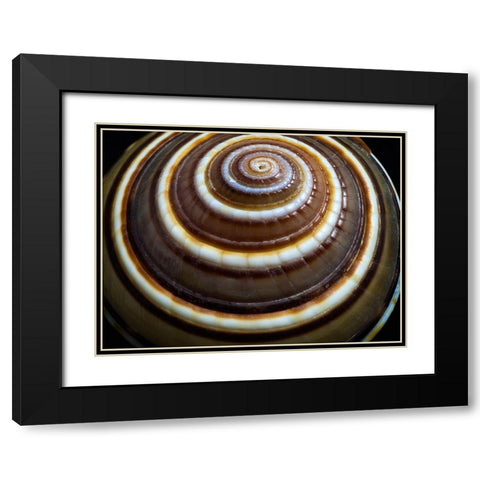 Shell Spiral III Black Modern Wood Framed Art Print with Double Matting by Frates, Dennis