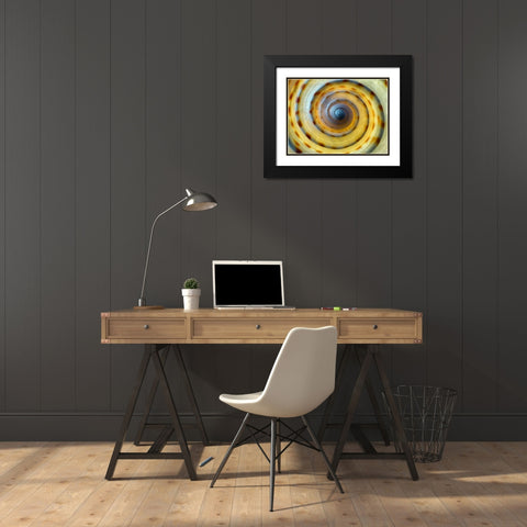 Shell Spiral IV Black Modern Wood Framed Art Print with Double Matting by Frates, Dennis