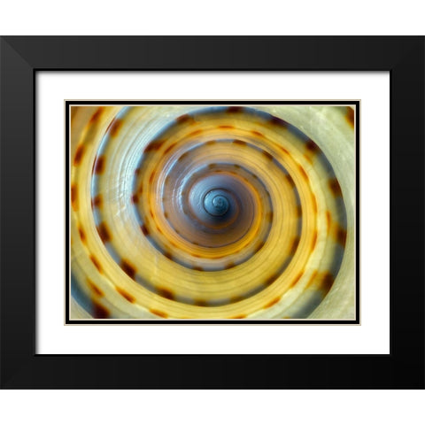 Shell Spiral IV Black Modern Wood Framed Art Print with Double Matting by Frates, Dennis