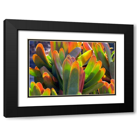 Succulents II Black Modern Wood Framed Art Print with Double Matting by Frates, Dennis