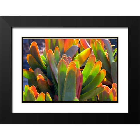 Succulents II Black Modern Wood Framed Art Print with Double Matting by Frates, Dennis