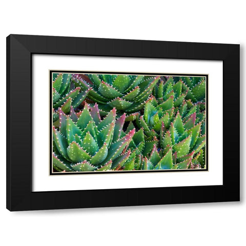 Succulents III Black Modern Wood Framed Art Print with Double Matting by Frates, Dennis